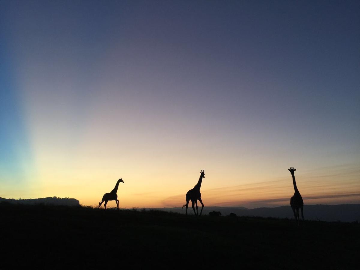 Phezulu Safari Park Villa Botha's Hill Екстериор снимка