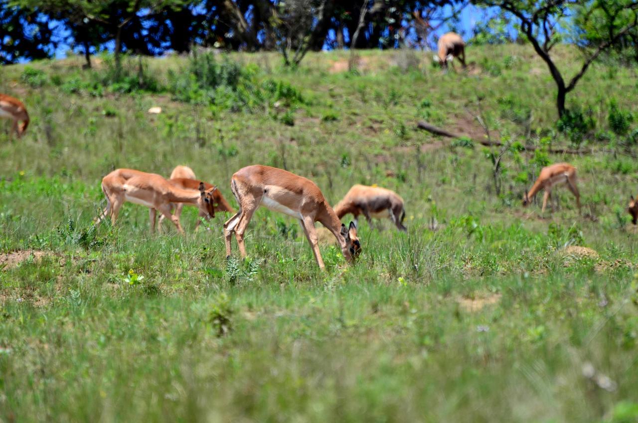 Phezulu Safari Park Villa Botha's Hill Екстериор снимка